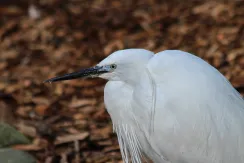 Little Egret