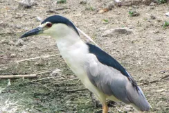Black-Crowned Night Heron