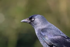 Western Jackdaw