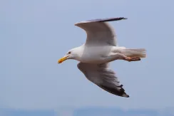 European Herring Gull