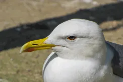 European Herring Gull