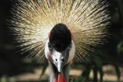 Black Crowned Crane