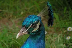 Indian Peafowl