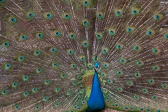 Indian Peafowl