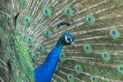 Indian Peafowl