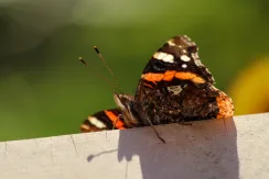 Red Admiral