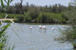 Camargue