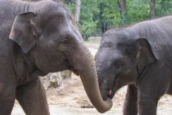 Asian elephant