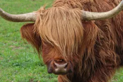 Highland cattle