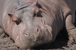 Hippopotamus