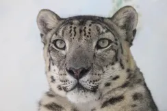 Snow Leopard