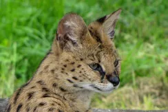 Serval