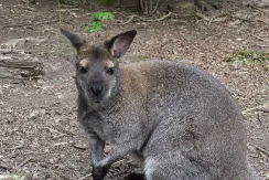 Red-necked Wallaby