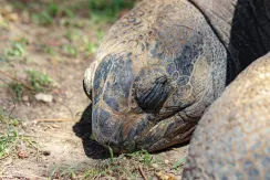 Galápagos giant tortoise