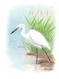 Little Egret