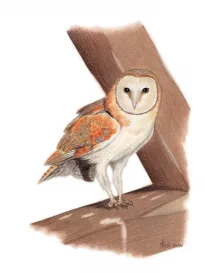 Common Barn-owl