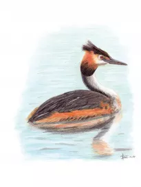 Great Crested Grebe