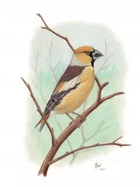 Hawfinch