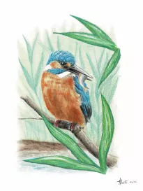 Common kingfisher