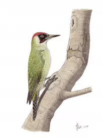 Eurasian Green Woodpecker