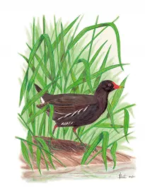 Common Moorhen