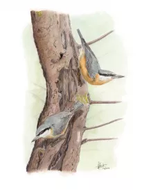 Eurasian Nuthatch