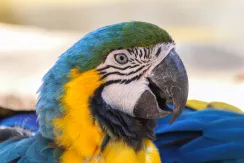 Blue-and-yellow Macaw