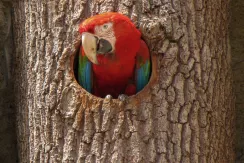 Red-and-green Macaw