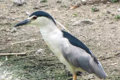 Black-Crowned Night Heron