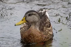 Mallard