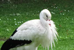 White stork