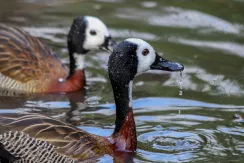 White-faced Whistling Duck