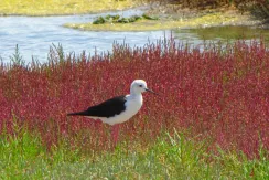 Black-winged Stilt