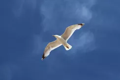 European Herring Gull