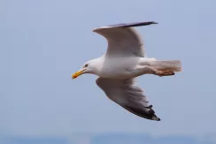 European Herring Gull