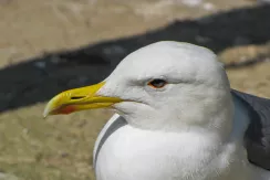 European Herring Gull