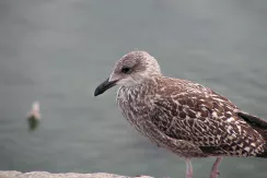 European Herring Gull