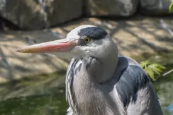 Grey Heron