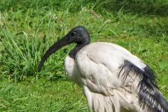 African Sacred Ibis