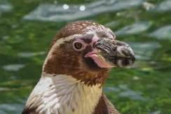 Humboldt Penguin