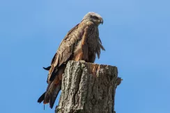 Red Kite