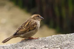 House Sparrow