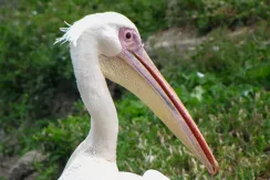 Great White Pelican