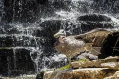 Brown Pelican