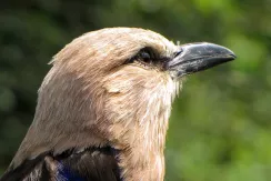 Blue-bellied Roller