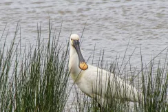 Eurasian Spoonbill