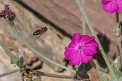 Western honey bee