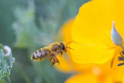 Western honey bee