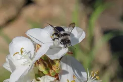 Ashy mining bee