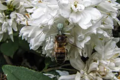 Goldenrod crab spider